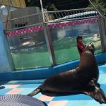トドが外に出てきてくれる体験満載の水族館、伊勢シーパラダイス